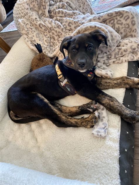 4 luv of dog - Size: Large range: 61-100 lbs. Adoption Donation:$250 (applicable sales tax included). Adoption fees may be paid by cash or check. Other: Spayed Female, Vaccinations current, Microchip. Rakas is a great dog looking for a great home. Foster Home Feedback.